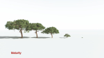 EVERYPlant Umbrella Thorn Acacia 4 --12 Models--