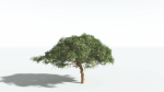 EVERYPlant Umbrella Thorn Acacia 4 --12 Models--