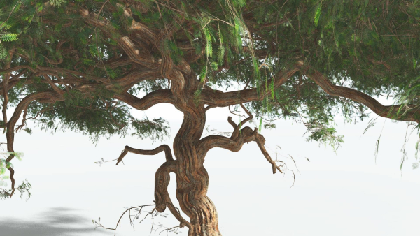 EVERYPlant Umbrella Thorn Acacia 4 --12 Models--