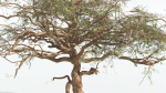 EVERYPlant Umbrella Thorn Acacia 4 --12 Models--