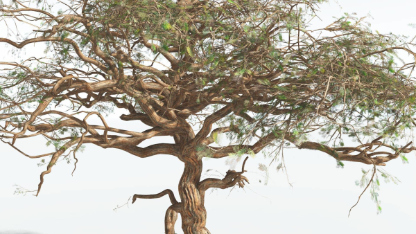 EVERYPlant Umbrella Thorn Acacia 4 --12 Models--
