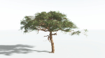 EVERYPlant Umbrella Thorn Acacia 4 --12 Models--