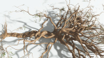 EVERYPlant Umbrella Thorn Acacia 4 --12 Models--