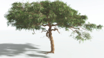EVERYPlant Umbrella Thorn Acacia 4 --12 Models--