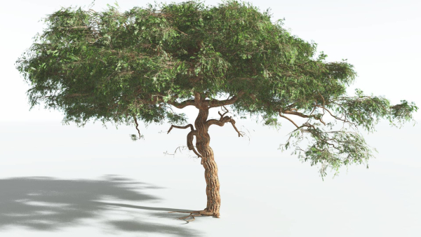 EVERYPlant Umbrella Thorn Acacia 4 --12 Models--