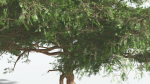 EVERYPlant Umbrella Thorn Acacia 4 --12 Models--