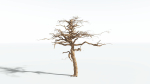 EVERYPlant Umbrella Thorn Acacia 4 --12 Models--