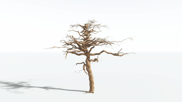 EVERYPlant Umbrella Thorn Acacia 4 --12 Models--
