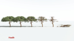 EVERYPlant Umbrella Thorn Acacia 4 --12 Models--