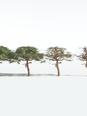 everyplant-umbrella-thorn-acacia-4-12-models-3d-model-a11b8c5a34