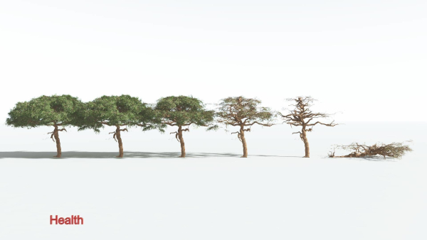 EVERYPlant Umbrella Thorn Acacia 4 --12 Models--