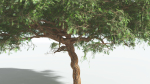EVERYPlant Umbrella Thorn Acacia 4 --12 Models--