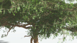 EVERYPlant Umbrella Thorn Acacia 4 --12 Models--
