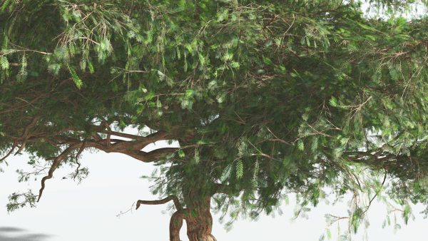 EVERYPlant Umbrella Thorn Acacia 4 --12 Models--