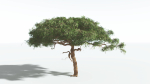 EVERYPlant Umbrella Thorn Acacia 4 --12 Models--