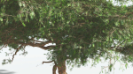EVERYPlant Umbrella Thorn Acacia 4 --12 Models--