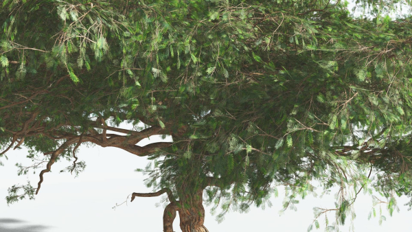 EVERYPlant Umbrella Thorn Acacia 4 --12 Models--