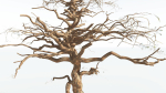 EVERYPlant Umbrella Thorn Acacia 4 --12 Models--