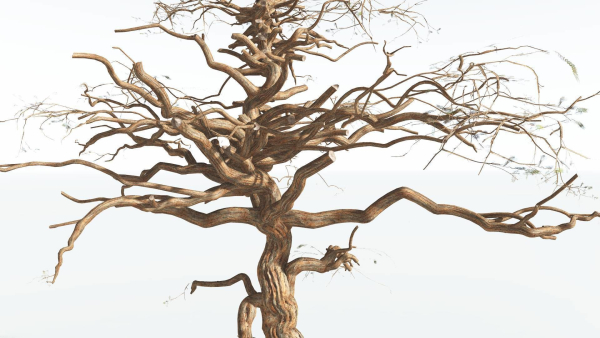 EVERYPlant Umbrella Thorn Acacia 4 --12 Models--