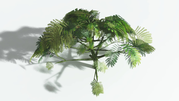 EVERYPlant Umbrella Thorn Acacia 4 --12 Models--