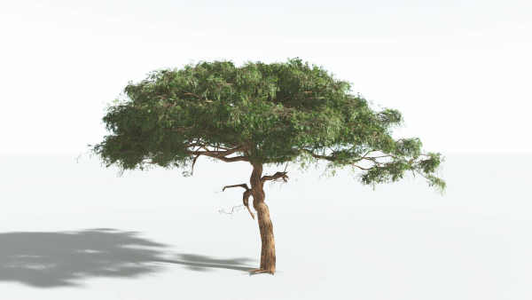EVERYPlant Umbrella Thorn Acacia 4 --12 Models--