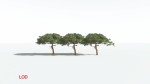EVERYPlant Umbrella Thorn Acacia 4 --12 Models--