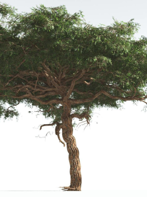 EVERYPlant Umbrella Thorn Acacia 4 --12 Models--