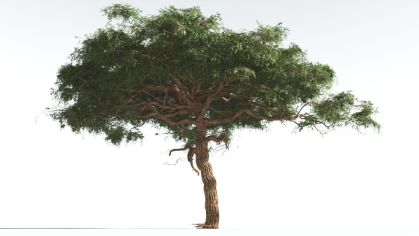 EVERYPlant Umbrella Thorn Acacia 4 --12 Models--