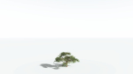 EVERYPlant Umbrella Thorn Acacia 4 --12 Models--