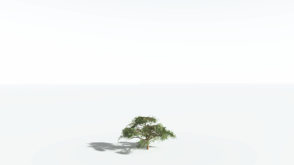 EVERYPlant Umbrella Thorn Acacia 4 --12 Models--