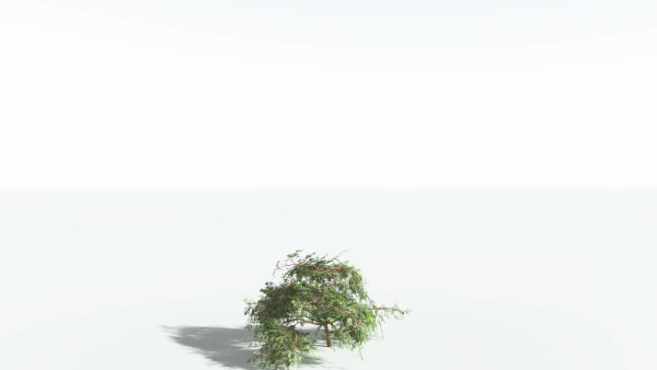 EVERYPlant Umbrella Thorn Acacia LowPoly 1 --12 Models--