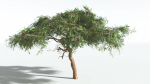 EVERYPlant Umbrella Thorn Acacia LowPoly 1 --12 Models--