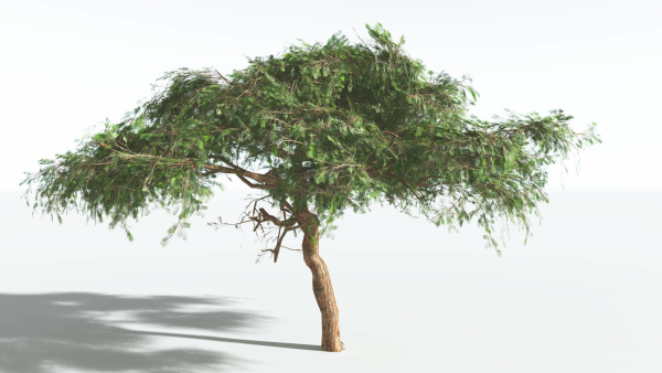 EVERYPlant Umbrella Thorn Acacia LowPoly 1 --12 Models--