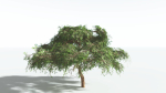 EVERYPlant Umbrella Thorn Acacia LowPoly 1 --12 Models--