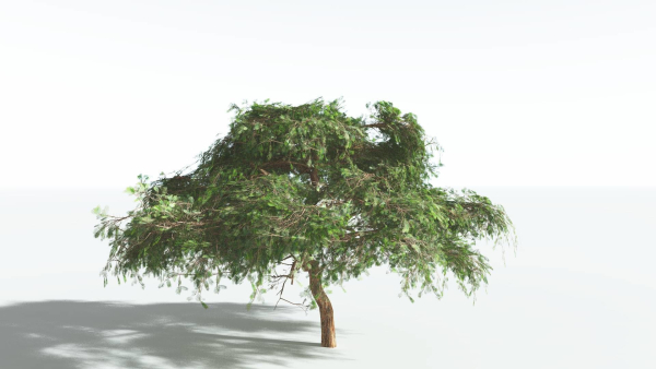 EVERYPlant Umbrella Thorn Acacia LowPoly 1 --12 Models--