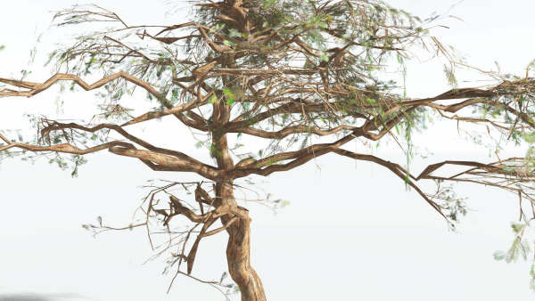 EVERYPlant Umbrella Thorn Acacia LowPoly 1 --12 Models--