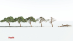 EVERYPlant Umbrella Thorn Acacia LowPoly 1 --12 Models--