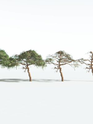 everyplant-umbrella-thorn-acacia-lowpoly-1-12-models-3d-model-2ecb0f7c37