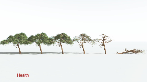 EVERYPlant Umbrella Thorn Acacia LowPoly 1 --12 Models--