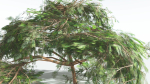 EVERYPlant Umbrella Thorn Acacia LowPoly 1 --12 Models--