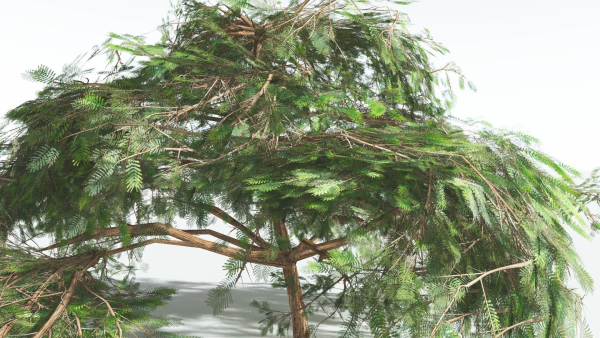 EVERYPlant Umbrella Thorn Acacia LowPoly 1 --12 Models--