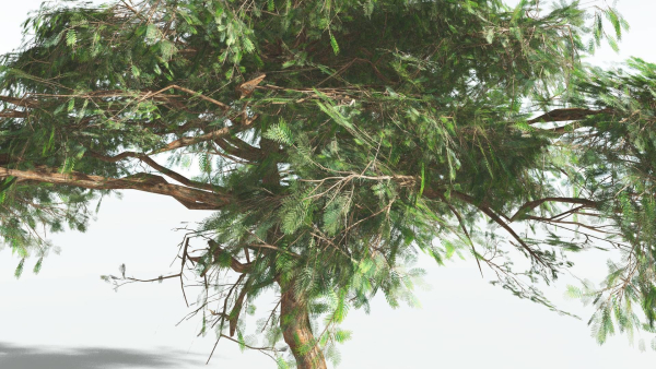 EVERYPlant Umbrella Thorn Acacia LowPoly 1 --12 Models--