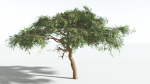 EVERYPlant Umbrella Thorn Acacia LowPoly 1 --12 Models--