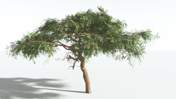 EVERYPlant Umbrella Thorn Acacia LowPoly 1 --12 Models--