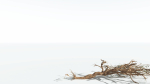 EVERYPlant Umbrella Thorn Acacia LowPoly 1 --12 Models--