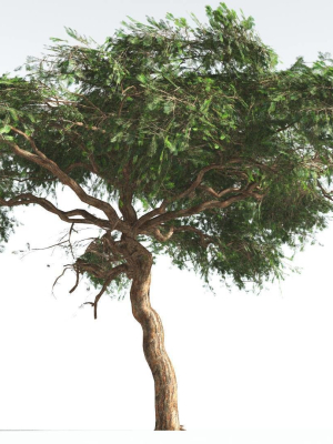 EVERYPlant Umbrella Thorn Acacia LowPoly 1 --12 Models--