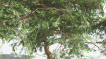 EVERYPlant Umbrella Thorn Acacia LowPoly 1 --12 Models--