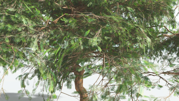 EVERYPlant Umbrella Thorn Acacia LowPoly 1 --12 Models--