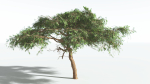 EVERYPlant Umbrella Thorn Acacia LowPoly 1 --12 Models--