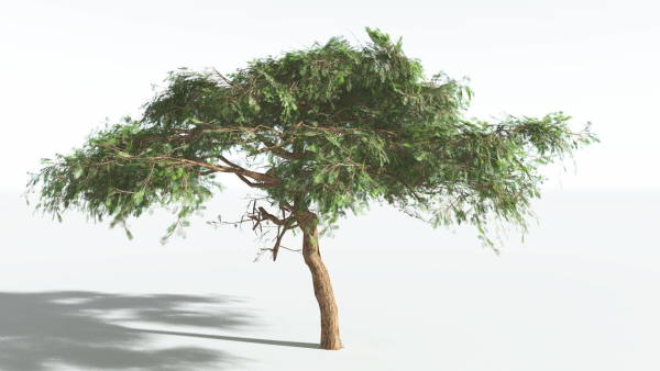 EVERYPlant Umbrella Thorn Acacia LowPoly 1 --12 Models--